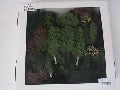 LOT 50 ARBRE HO