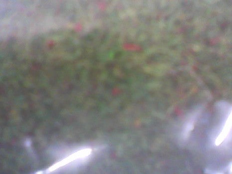 TAPIS VERT 75/100
