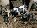 LAIT FRAIS 1/35