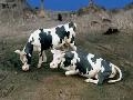 VACHES 1/35