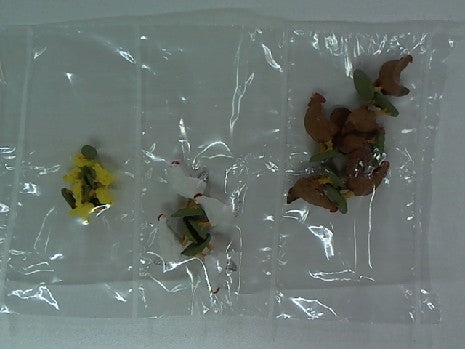 Figurines Décoratives de 16 Poules et Poussins FALLER 331938 pour Trains Miniatures HO