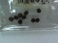 Vis M5x5 - Lot de 10 pièces pour modélisme