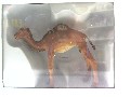 JEUNE DROMADAIRE 1/25