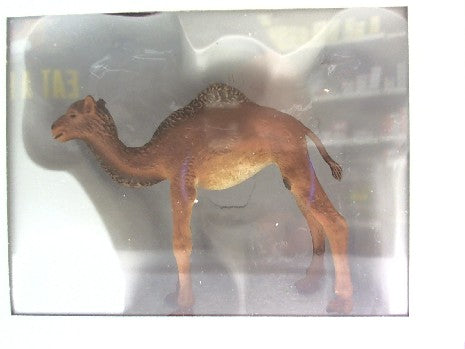 JEUNE DROMADAIRE 1/25