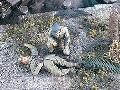 US MARINE+OFFICIER JAP.  1/35