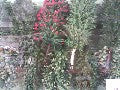 10 ARBRES FRUITIER HO