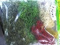MOUSSE LICHEN MULTICOULEUR 40G