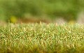 APPAREIL D'ENHERBAGE GRAS