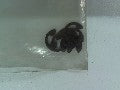 CIRCLIPS 7,0