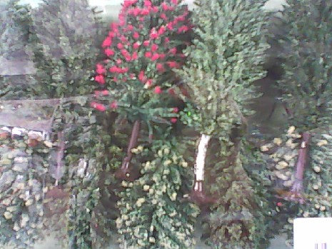 10 ARBRES FRUITIER HO