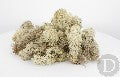 LICHEN VERT CLAIR 40g