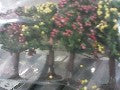 4 ARBRES FLEURIS N